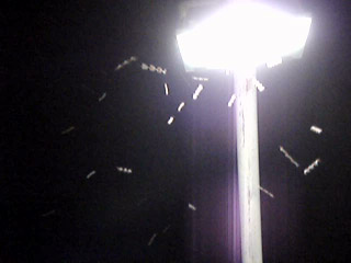 flies.mov ~432KB 5secs