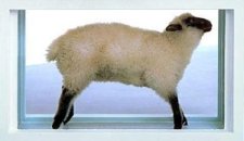 baaaa...